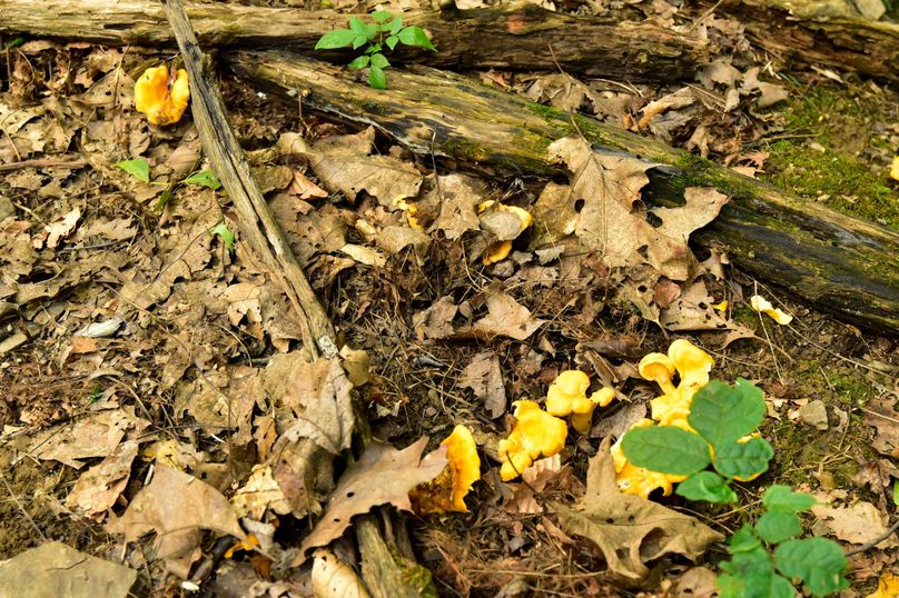 Chemung 285.49 rockefeller 44