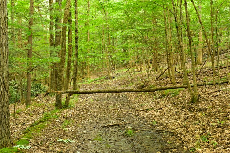 Chemung 285.49 rockefeller 45