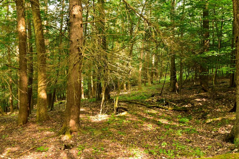 Chemung 285.49 rockefeller 46