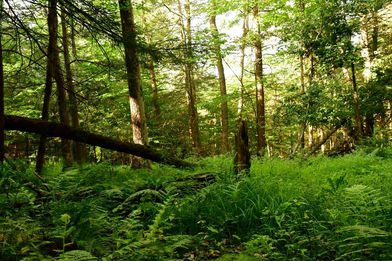 Chemung 285.49 rockefeller 47