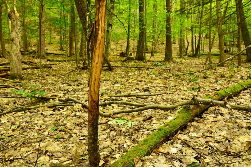 Chemung 285.49 rockefeller 48