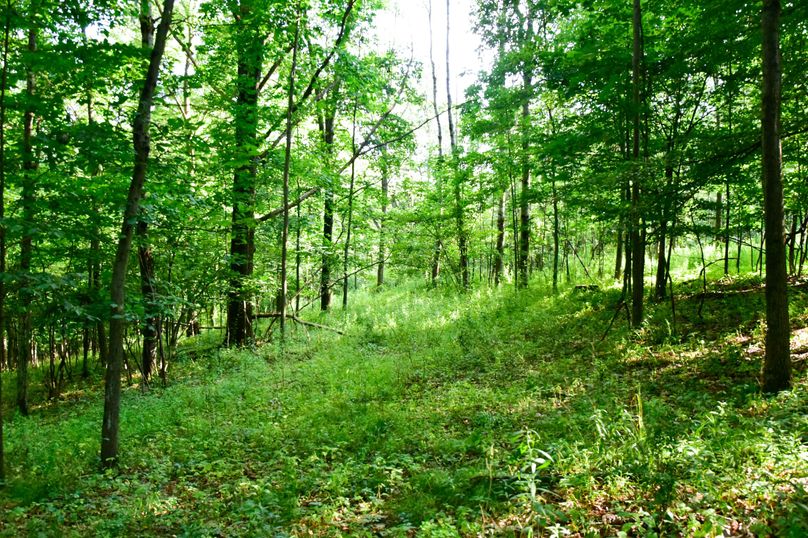 Chemung 285.49 rockefeller 40