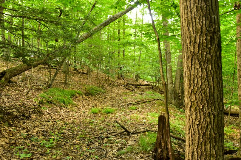 Chemung 285.49 rockefeller 41