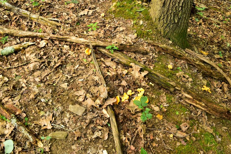 Chemung 285.49 rockefeller 42