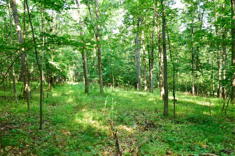 Chemung 285.49 rockefeller 54