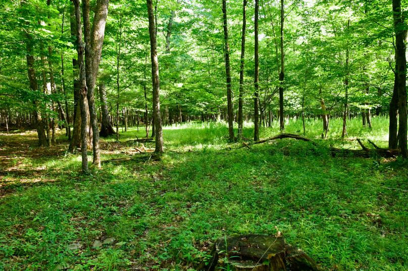 Chemung 285.49 rockefeller 59