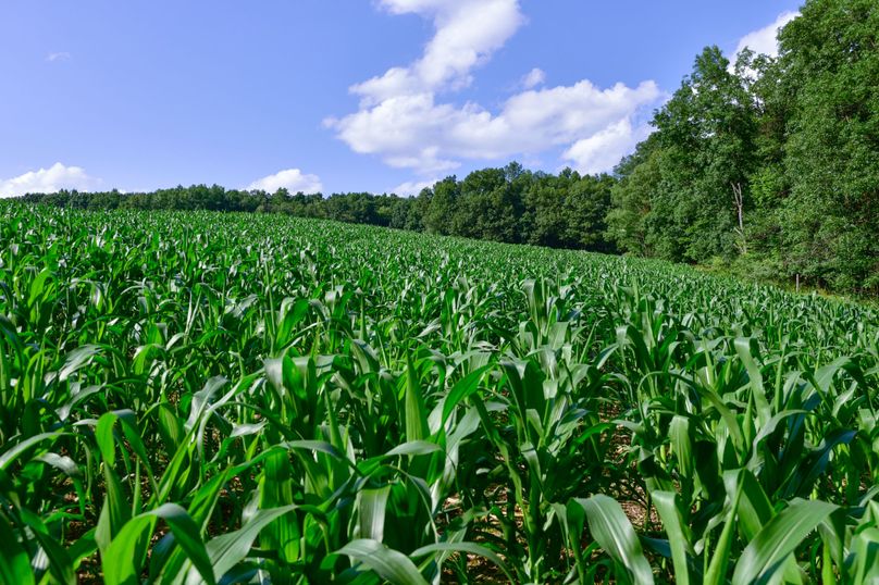 Chemung 285.49 rockefeller 53