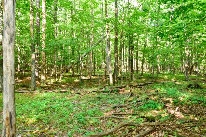 Chemung 285.49 rockefeller 60