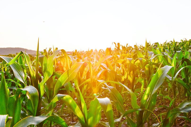 Chemung 285.49 rockefeller 96