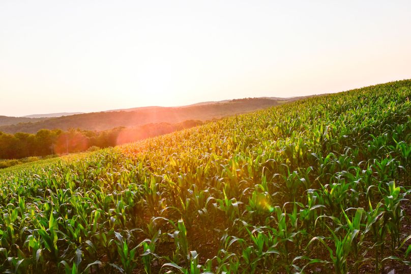 Chemung 285.49 rockefeller 97