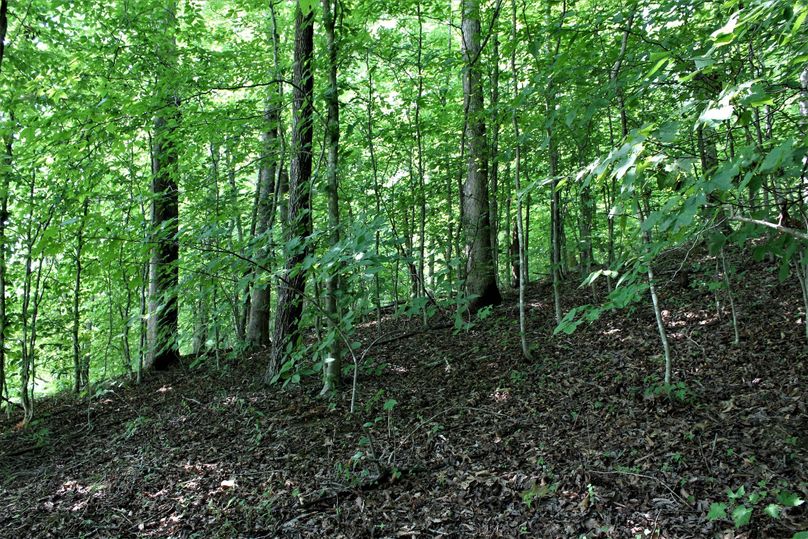 006 some of the forested hillside on a south facing slope