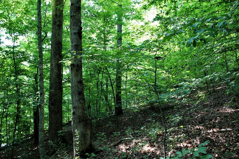 010 forested hillside in the north portion of the property
