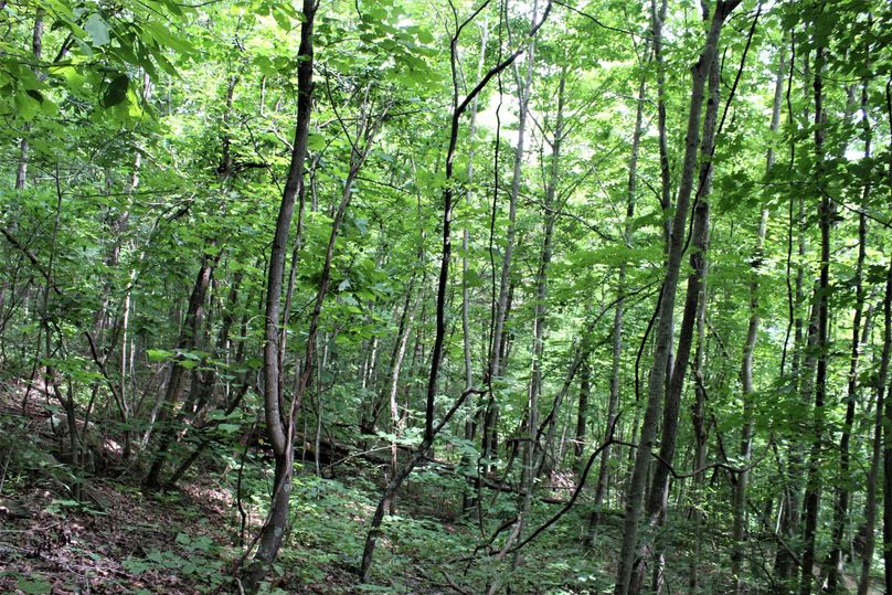 007 forested growth along an upper bench on a west facing slope