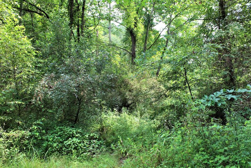 005 the lush creek bottom foliage along big branch creek