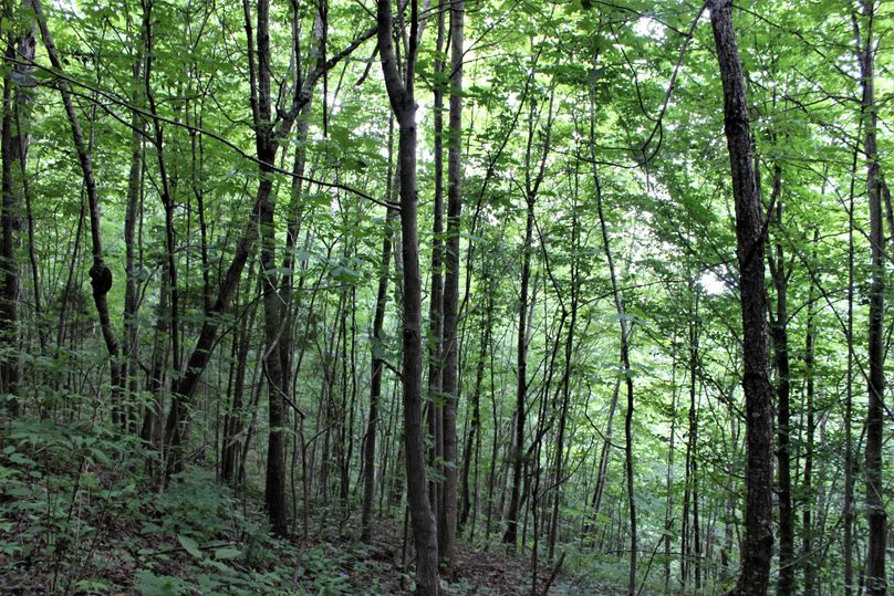 010 forested hillside slope leading off to the southwest