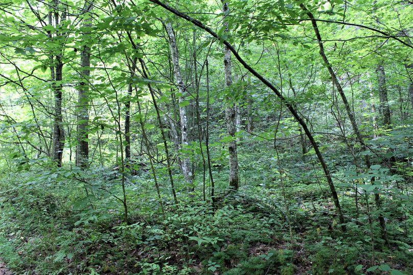 012 forested sideline ridge leading to the northwest