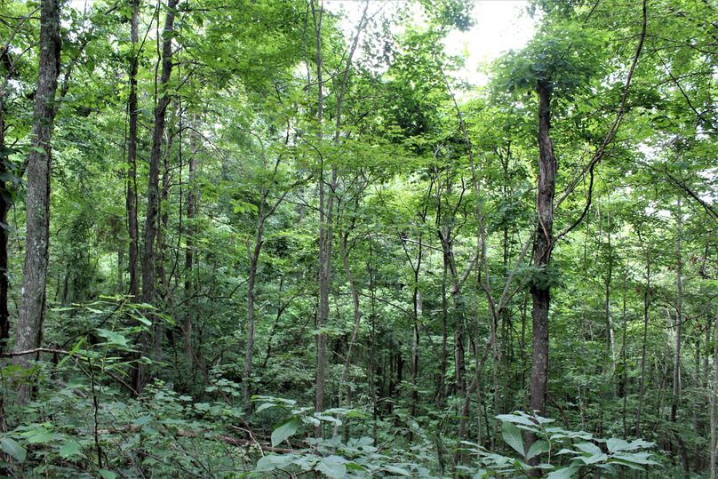 014 forested draw leading in from the east