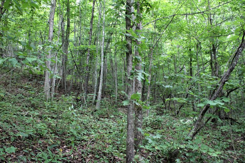 019 south facing forested slope in the mid section of the property
