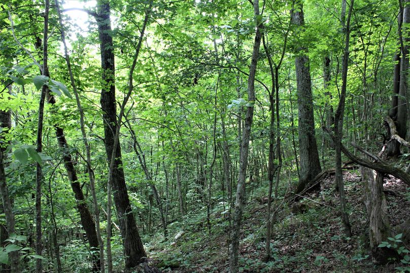021 forested hillside slope in the western region of the property