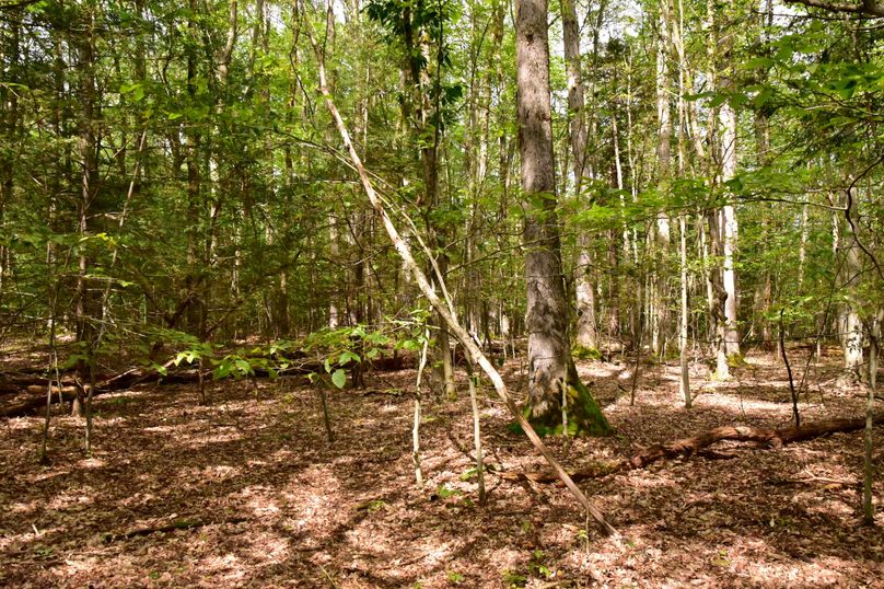 Oswego 3.15 gabor 10