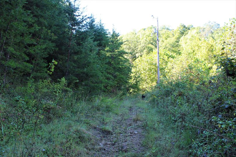 007 old road leading up to one of the home sites