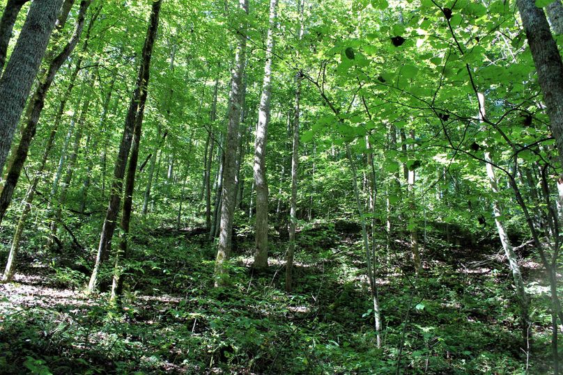 005 forested east facing slope