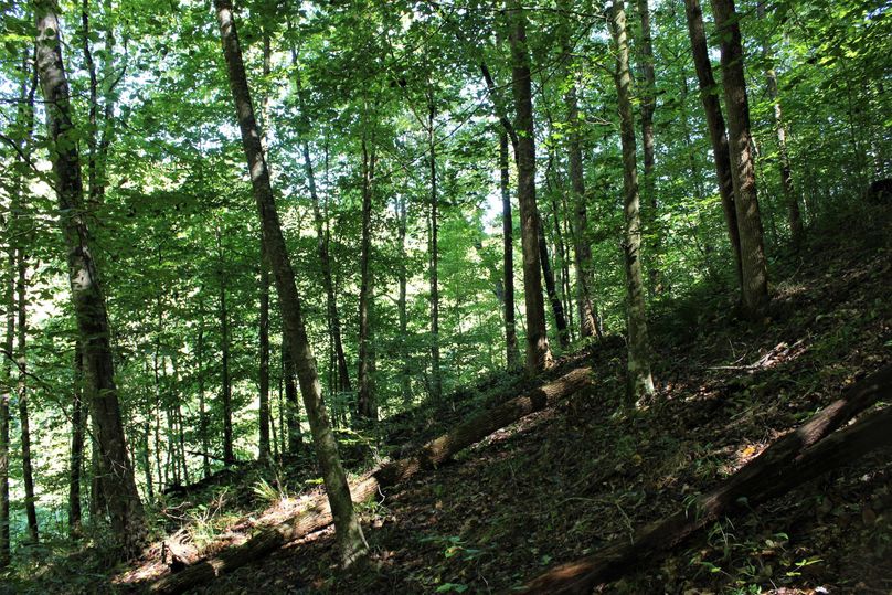 009 timbered west facing slope