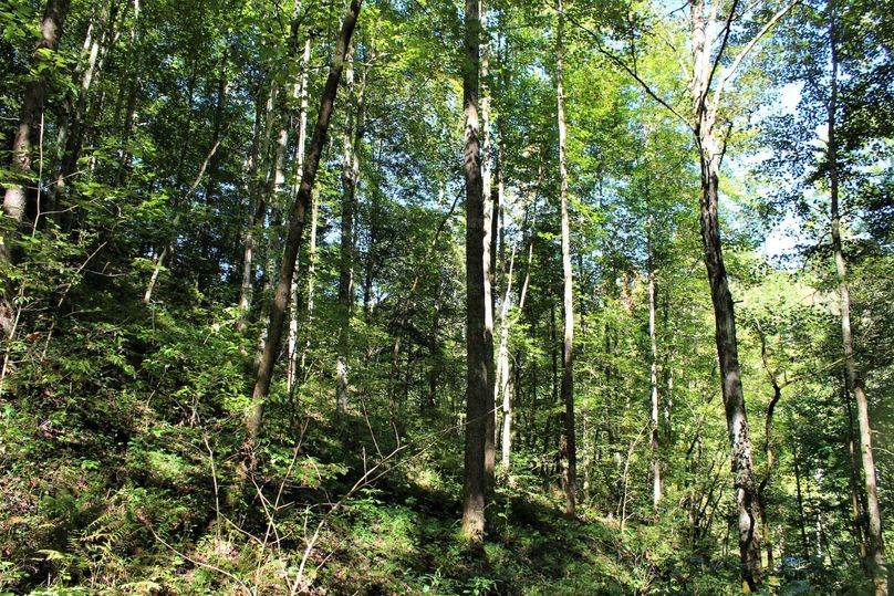 013 north facing wooded slope