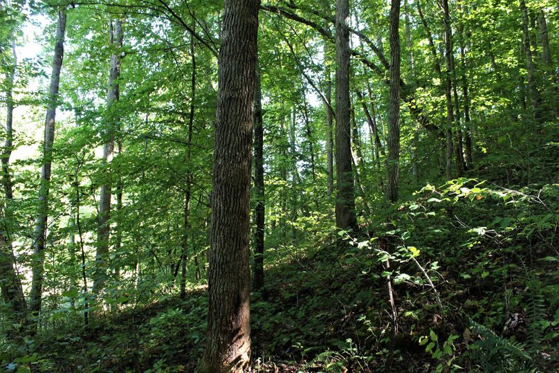 010 timbered east facing slope