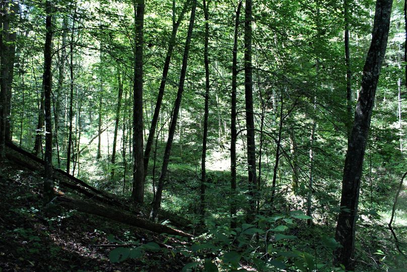 017 forested rolling ground