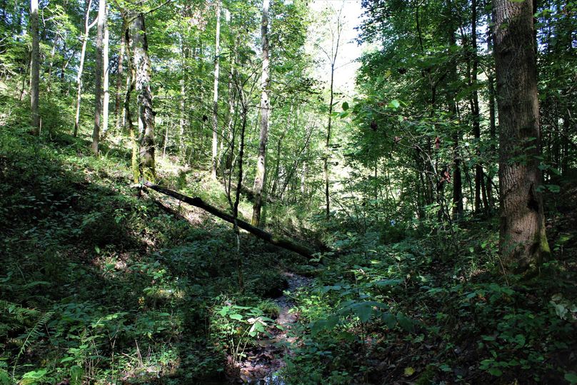 015 open forested valley looking to the north