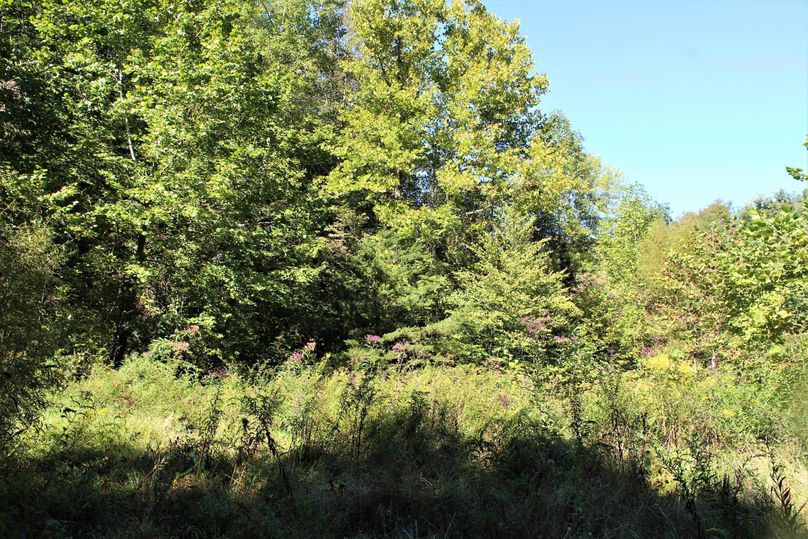 016 old growth field along the gravel road