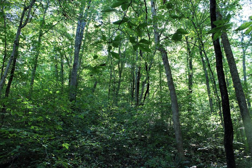 023 multi level forested hillside