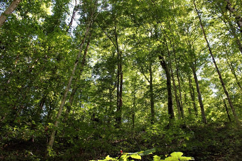 020 open forested area in a lower slope area