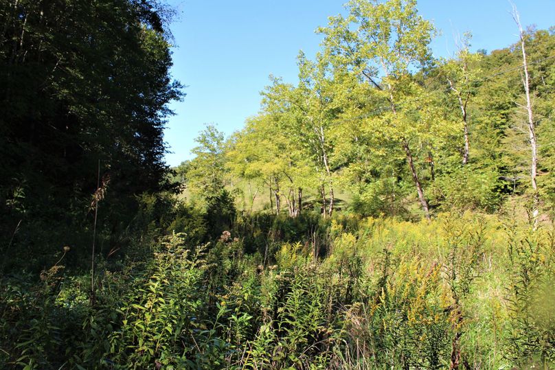 021 old growth field area along the gravel road and north boundary