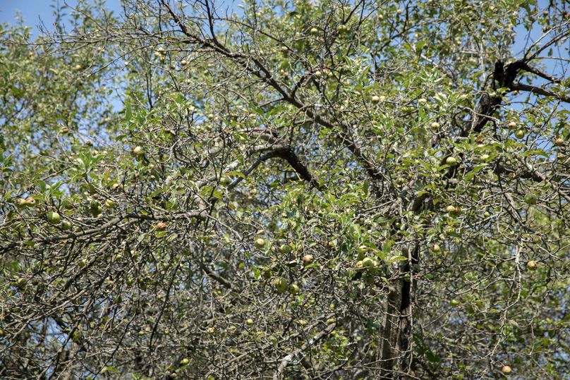 15 100 producing apple trees