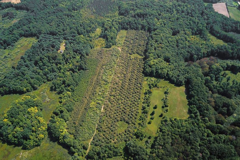 16 old apple orchard