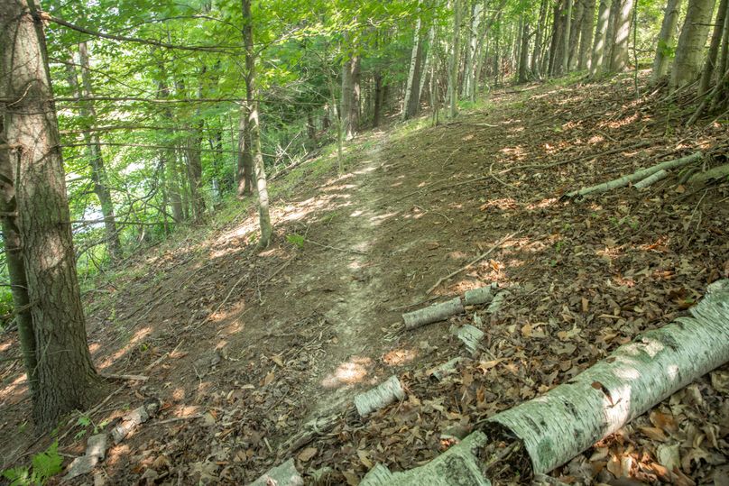 18 heavy deer trails