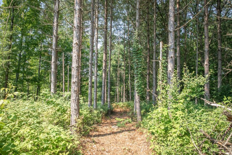 20 trails through the pine stand