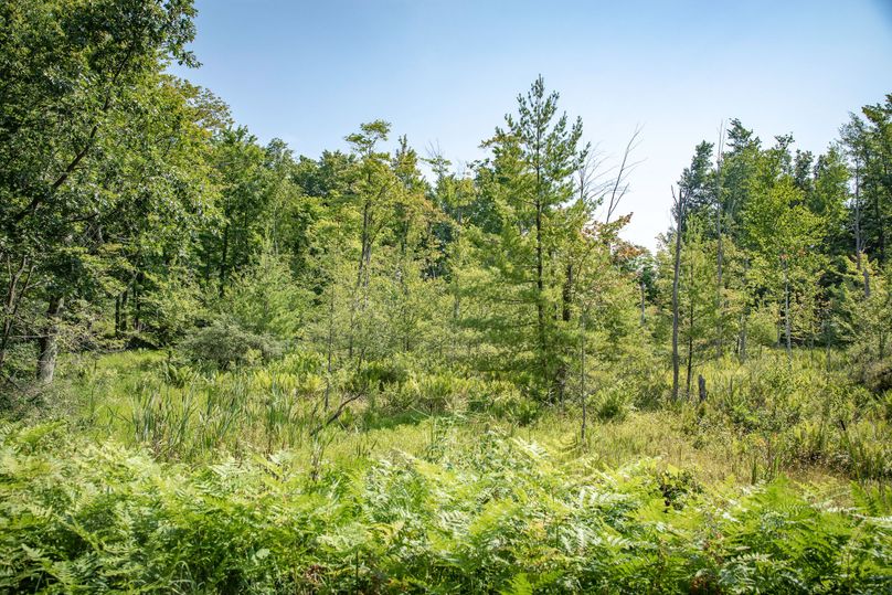 21 thick swamp on the nw corner holds a ton of deer