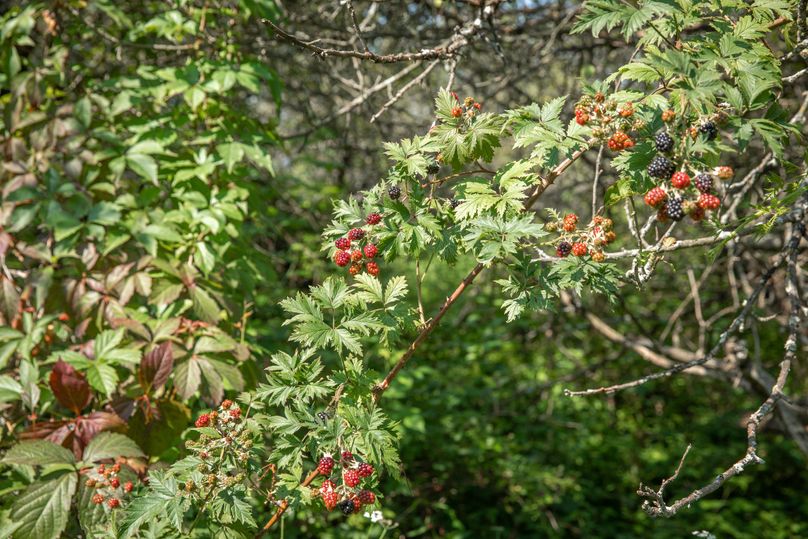 22 wild blackberries throughout
