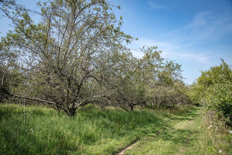 34 deer come for miles for the apples in the fall winter