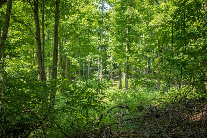 33 some open areas would make for great food plots