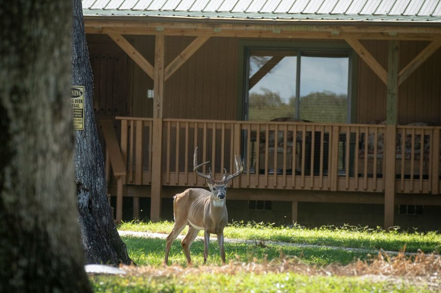 2 ranch 1a bucklodge 