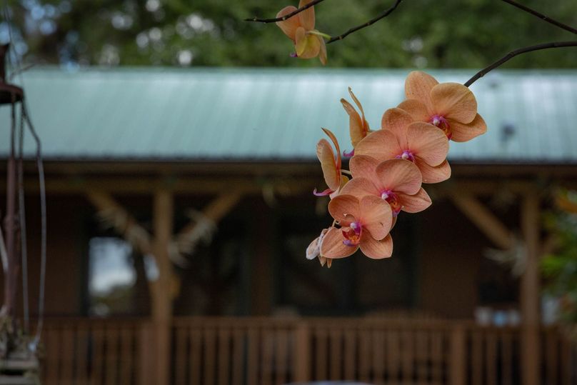 31 ranch 3 lodge orchid
