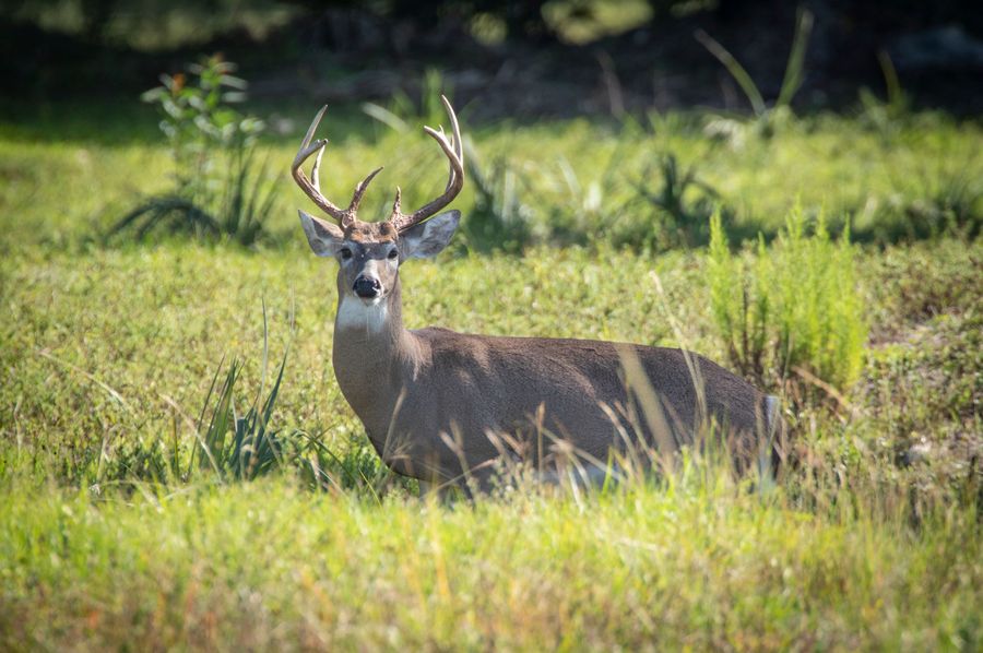 4 ranch 2 buck 2 