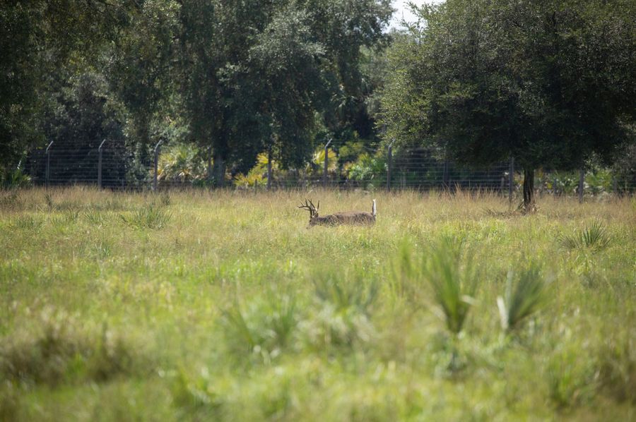 5 ranch 2 deer 2 