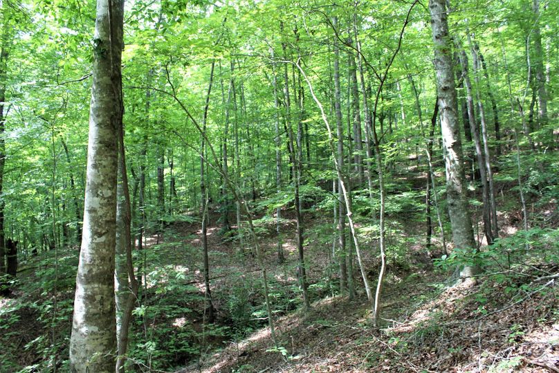 006 open forest in the northern area of the property