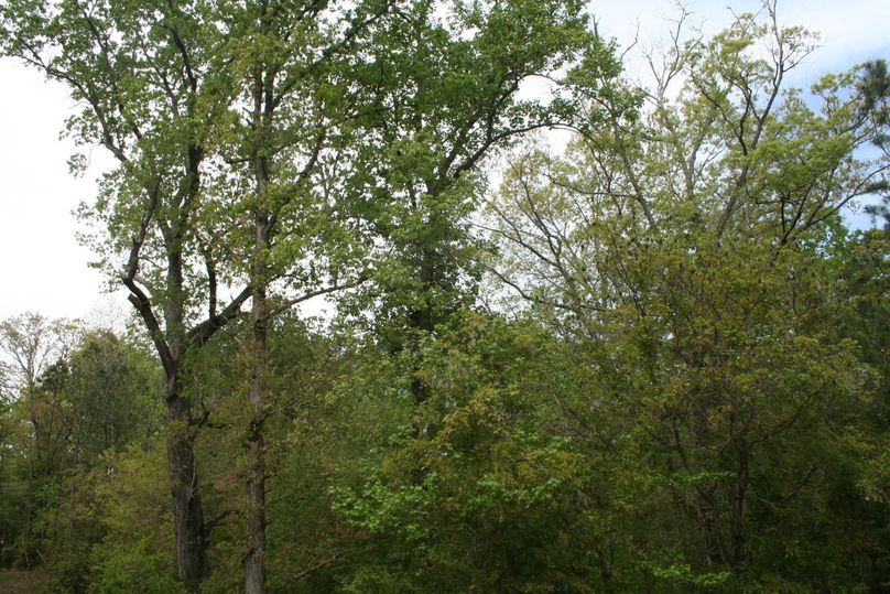 3- giant oaks