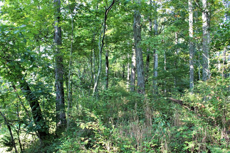 008 wooded north boundary ridge